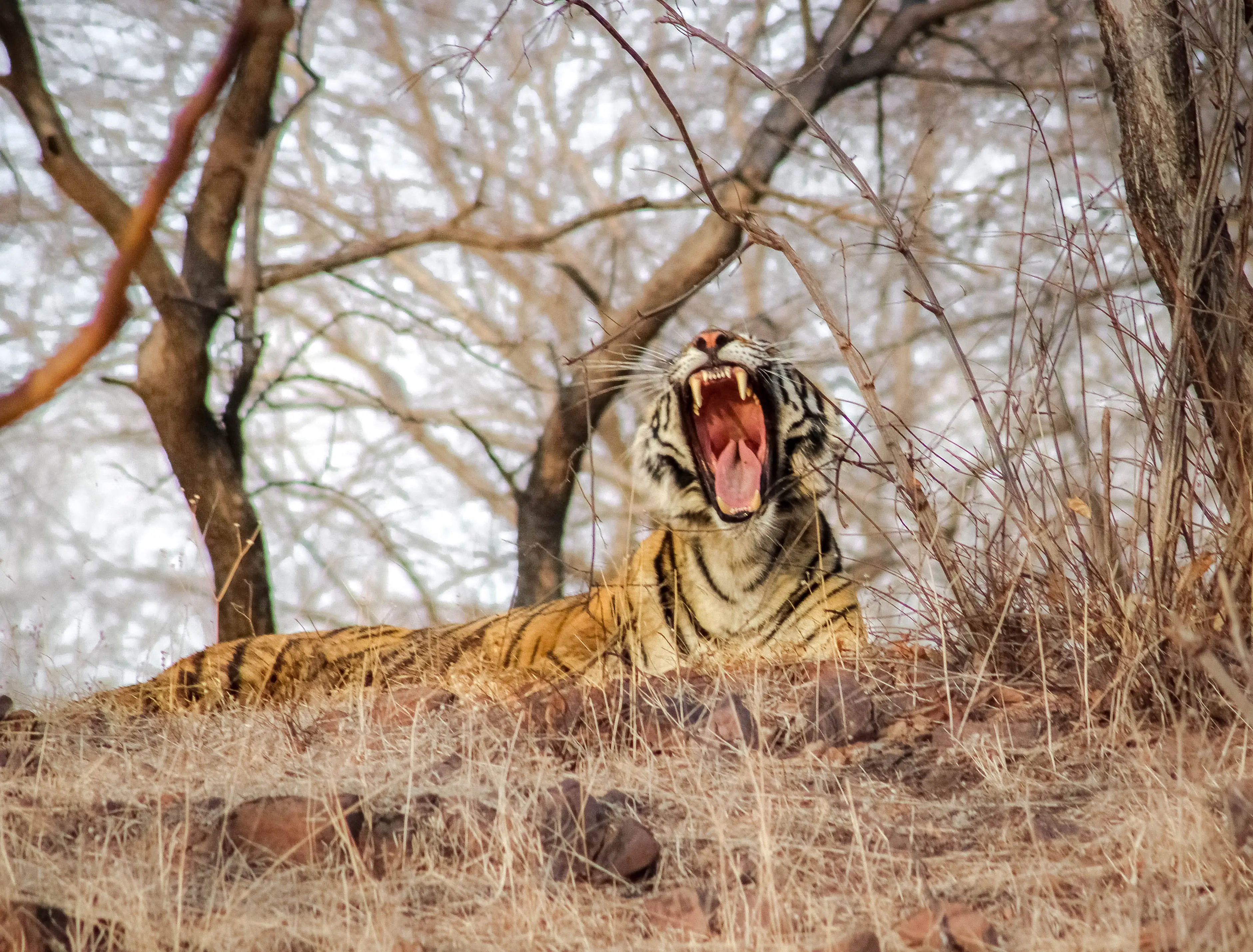 Kanha Weekend Tour Tour gallery image