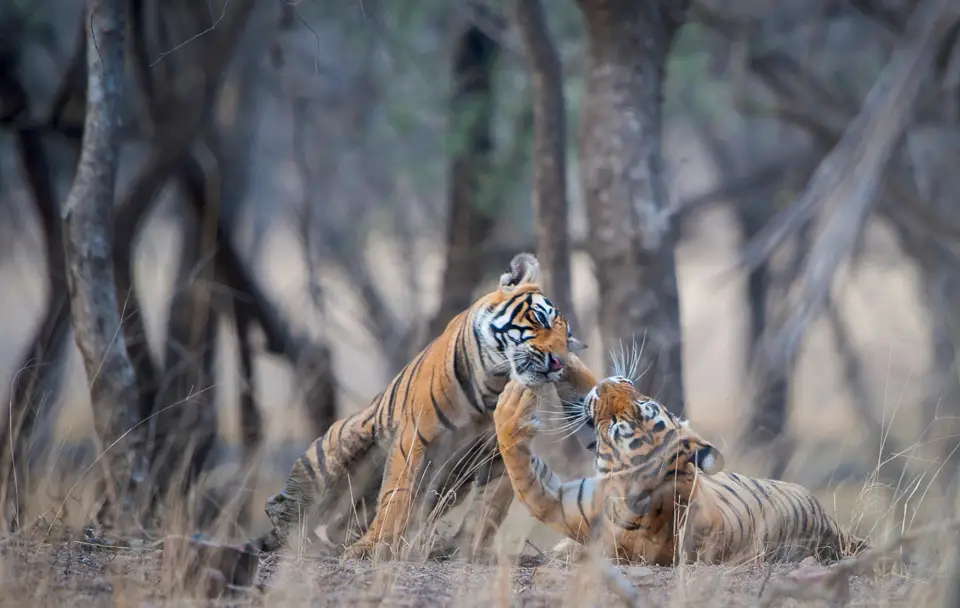 Kanha Safari Tour from Jabalpur gallery image