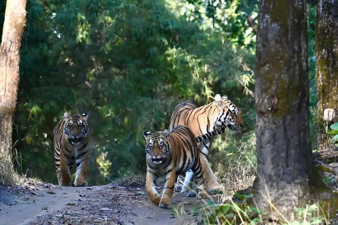 Kanha Weekend Tour Tour gallery image