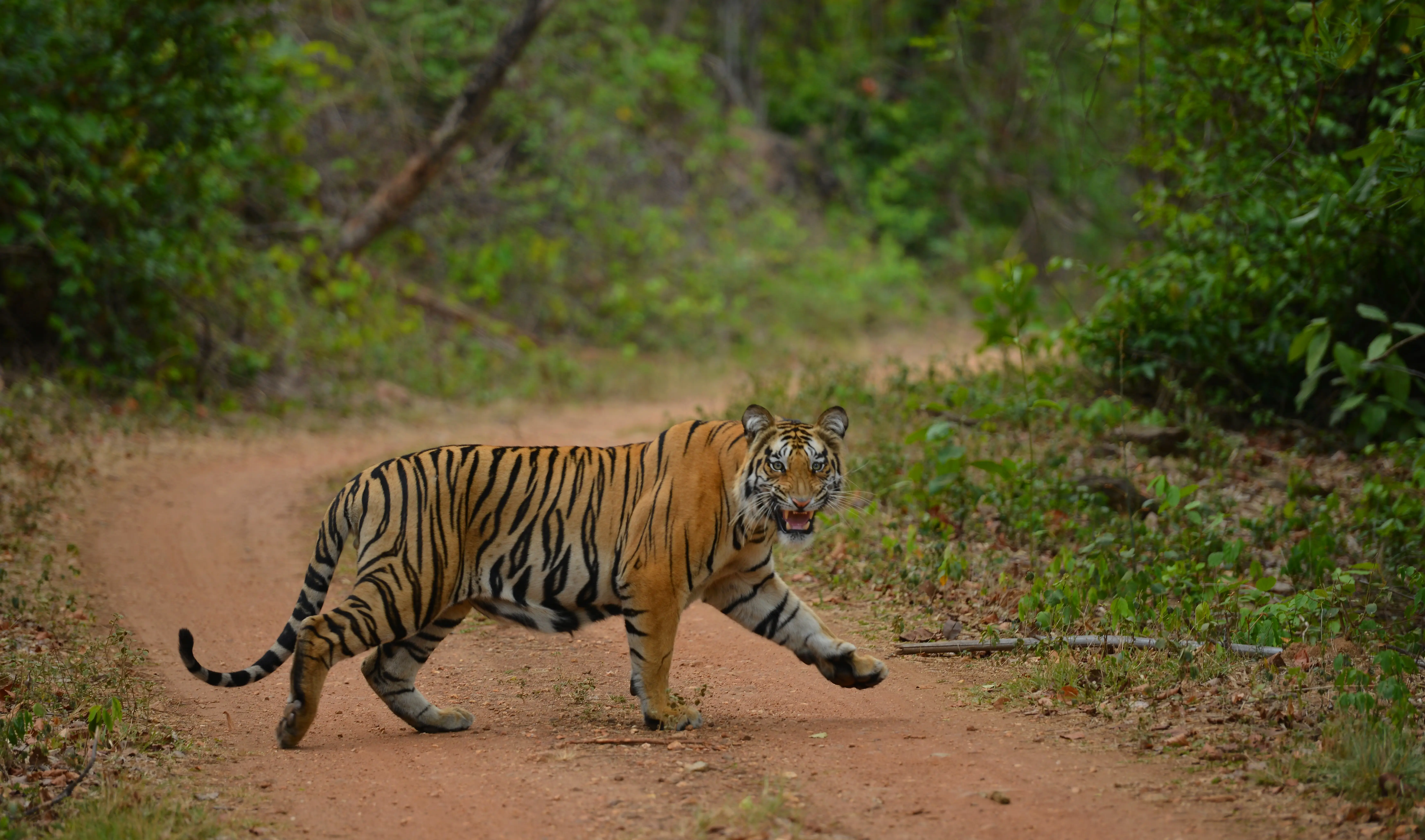 Kanha National Park Jeep Safari gallery image