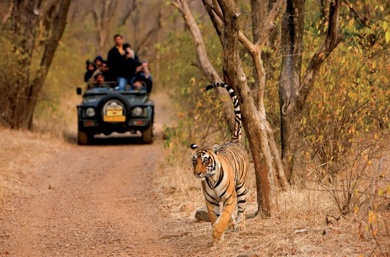 Kanha National Park Jeep Safari gallery image